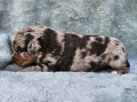 #6 Red Mrl F, a female Australian Shepherd for sale in Akron, IA – 10 of 10