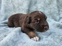 #3 Red Tri M, a male Australian Shepherd for sale in Akron, IA – 3 of 10