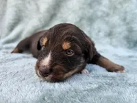 #7 Red Tri F, a female Australian Shepherd for sale in Akron, IA – 7 of 9