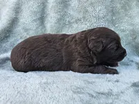#5 Red Bi F, a female Australian Shepherd for sale in Akron, IA – 10 of 10