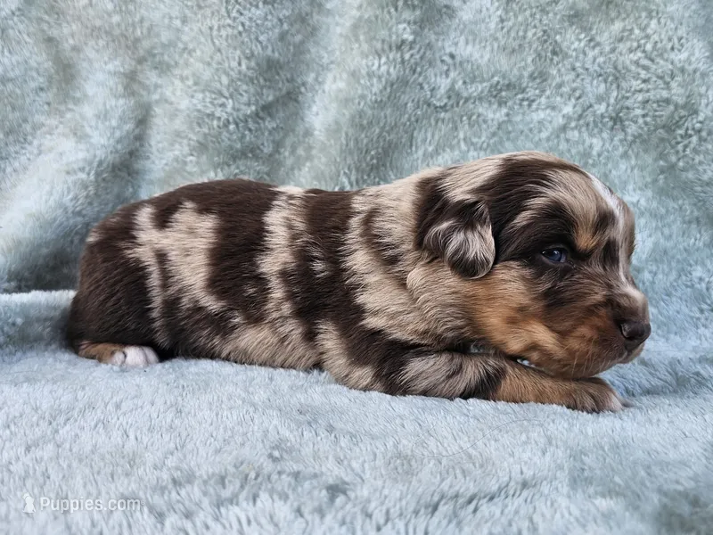 #6 Red Mrl F – Australian Shepherd puppy for sale in Akron, IA