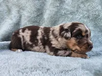 #6 Red Mrl F, a female Australian Shepherd for sale in Akron, IA – 1 of 10