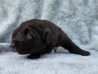#5 Red Bi F, a female Australian Shepherd for sale in Akron, IA – 5 of 10