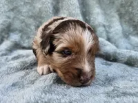 #1 Red Mrl F, a female Australian Shepherd for sale in Akron, IA – 8 of 10