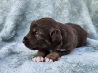 #3 Red Tri M, a male Australian Shepherd for sale in Akron, IA – 4 of 10