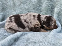 #1 Red Mrl F, a female Australian Shepherd for sale in Akron, IA – 4 of 10