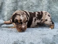 #6 Red Mrl F, a female Australian Shepherd for sale in Akron, IA – 8 of 10
