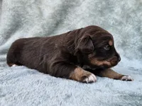 #7 Red Tri F, a female Australian Shepherd for sale in Akron, IA – 3 of 9