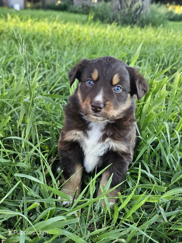#7 Red Tri F – Australian Shepherd puppy for sale in Akron, IA