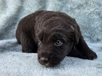 #5 Red Bi F, a female Australian Shepherd for sale in Akron, IA – 2 of 10