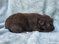 #3 Red Tri M, a male Australian Shepherd for sale in Akron, IA – 8 of 10