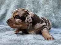 #6 Red Mrl F, a female Australian Shepherd for sale in Akron, IA – 3 of 10