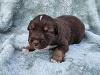 #3 Red Tri M, a male Australian Shepherd for sale in Akron, IA – 2 of 10