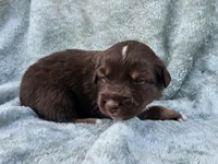 #3 Red Tri M, a male Australian Shepherd for sale in Akron, IA – 7 of 10