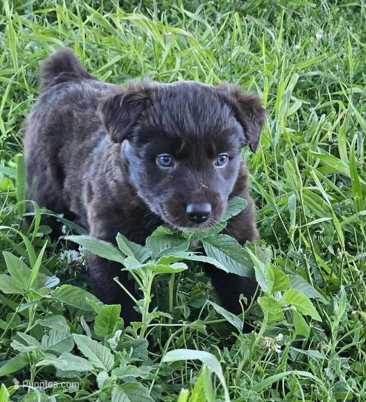 #5 Red Bi F – Australian Shepherd puppy for sale in Akron, IA