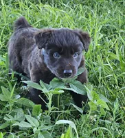 #5 Red Bi F, a female Australian Shepherd for sale in Akron, IA – 1 of 10