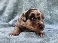 #6 Red Mrl F, a female Australian Shepherd for sale in Akron, IA – 4 of 10