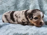 #1 Red Mrl F, a female Australian Shepherd for sale in Akron, IA – 3 of 10