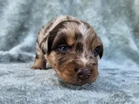 #6 Red Mrl F, a female Australian Shepherd for sale in Akron, IA – 6 of 10