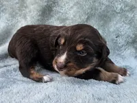 #7 Red Tri F, a female Australian Shepherd for sale in Akron, IA – 5 of 9