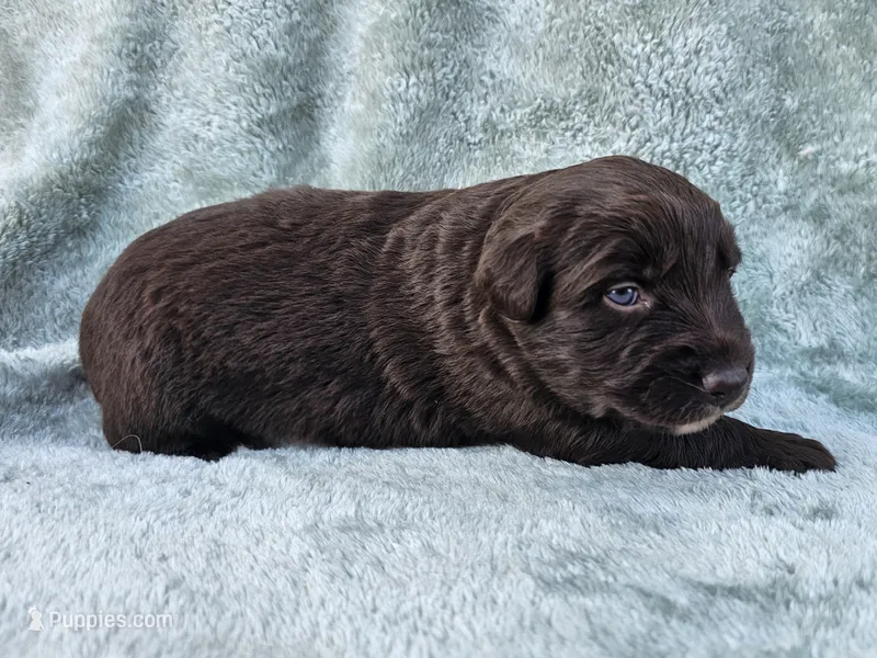 #5 Red Bi F – Australian Shepherd puppy for sale in Akron, IA