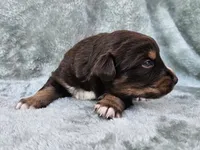 #7 Red Tri F, a female Australian Shepherd for sale in Akron, IA – 4 of 9