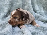 #1 Red Mrl F, a female Australian Shepherd for sale in Akron, IA – 10 of 10