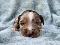 #1 Red Mrl F, a female Australian Shepherd for sale in Akron, IA – 6 of 10
