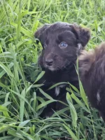 #5 Red Bi F, a female Australian Shepherd for sale in Akron, IA – 6 of 10