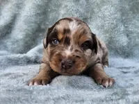 #6 Red Mrl F, a female Australian Shepherd for sale in Akron, IA – 9 of 10