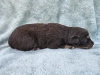 #7 Red Tri F, a female Australian Shepherd for sale in Akron, IA – 6 of 9