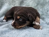 #7 Red Tri F, a female Australian Shepherd for sale in Akron, IA – 2 of 9