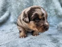 #6 Red Mrl F, a female Australian Shepherd for sale in Akron, IA – 5 of 10
