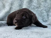 #5 Red Bi F, a female Australian Shepherd for sale in Akron, IA – 4 of 10