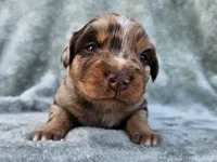 #6 Red Mrl F, a female Australian Shepherd for sale in Akron, IA – 2 of 10