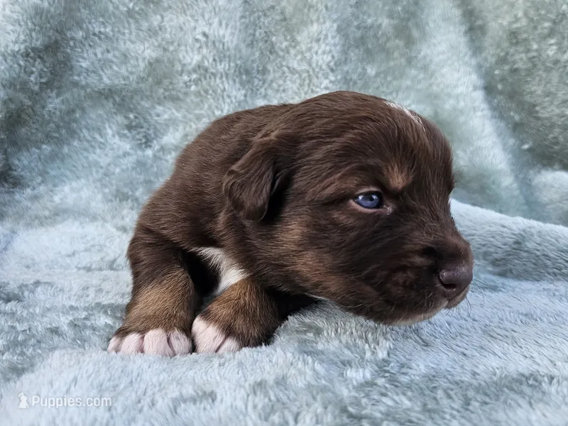 #3 Red Tri M – Australian Shepherd puppy for sale in Akron, IA