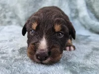 #7 Red Tri F, a female Australian Shepherd for sale in Akron, IA – 9 of 9