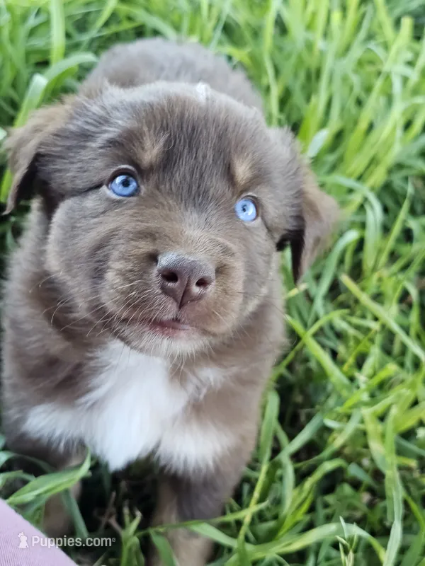 #3 Red Tri M – Australian Shepherd puppy for sale in Akron, IA