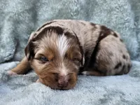 #1 Red Mrl F, a female Australian Shepherd for sale in Akron, IA – 2 of 10