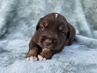 #3 Red Tri M, a male Australian Shepherd for sale in Akron, IA – 5 of 10