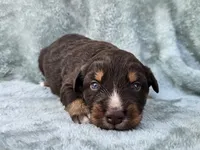 #7 Red Tri F, a female Australian Shepherd for sale in Akron, IA – 1 of 9