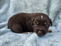 #3 Red Tri M, a male Australian Shepherd for sale in Akron, IA – 9 of 10