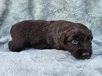 #5 Red Bi F, a female Australian Shepherd for sale in Akron, IA – 9 of 10