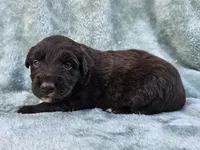 #5 Red Bi F, a female Australian Shepherd for sale in Akron, IA – 8 of 10