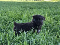 #5 Red Bi F, a female Australian Shepherd for sale in Akron, IA – 7 of 10