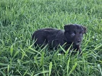 #5 Red Bi F, a female Australian Shepherd for sale in Akron, IA – 10 of 10