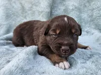 #3 Red Tri M, a male Australian Shepherd for sale in Akron, IA – 6 of 10