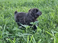 #5 Red Bi F, a female Australian Shepherd for sale in Akron, IA – 8 of 10