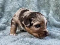 #1 Red Mrl F, a female Australian Shepherd for sale in Akron, IA – 9 of 10