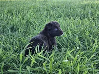 #5 Red Bi F, a female Australian Shepherd for sale in Akron, IA – 9 of 10